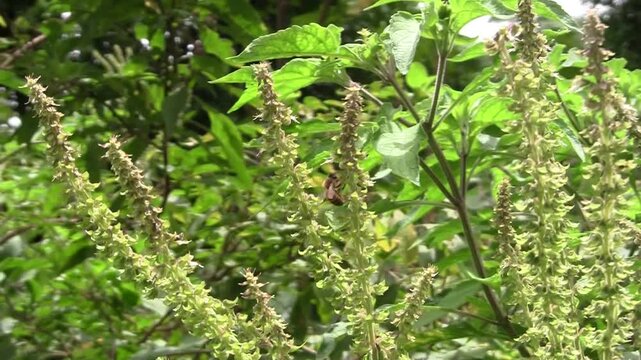 Abeille qui butine des fleurs de basilic