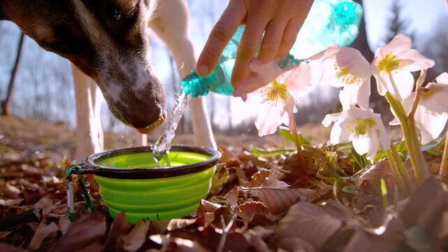 CLOSE UP, SLOW MOTION: Hand pours water from plastic bottle into green portable bowl for thirsty dogs. Refreshment for pets served on forest floor covered in brown leaves and spring flowers nearby.