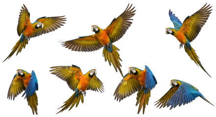 Obraz premium Set of colorful parrots in flight isolated on transparent background