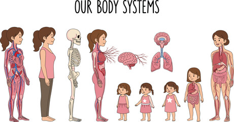 Human Body Systems Educational Illustration Showing Female Anatomy Growth Stages Organs Skeleton And Internal Systems For Kids Learning