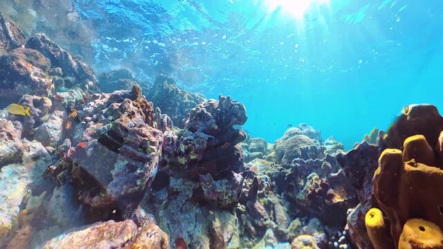 Woman snorkeling in anse Figuier beach, Riviere-Pilote, Martinique, Caribbean of France
