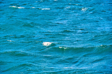 Naklejka premium Blue ocean waves with white foam on a sunny day