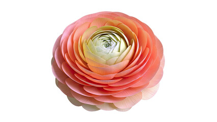 Close-up of a detailed orange and yellow ranunculus flower