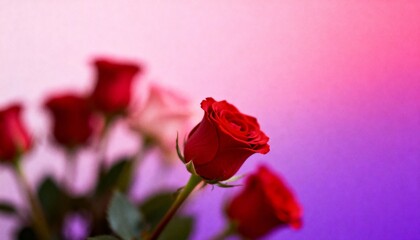 Red Roses Bouquet on Soft Pink Purple Gradient Background, Romantic Valentine&rsquo;s Day Floral Love Concept with Copy Space, Elegant Holiday Background for Marketing Design.