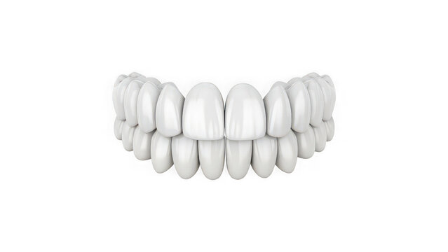 3D Full Human Teeth Set &ndash; Realistic Upper and Lower Dental Arches in Perfect Alignment for Medical and Educational Use