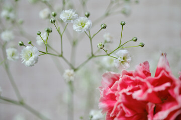 綺麗なカーネーションと可愛いかすみ草の花