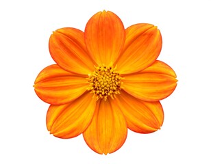 Close-up of a vibrant, orange-yellow flower against a white background
