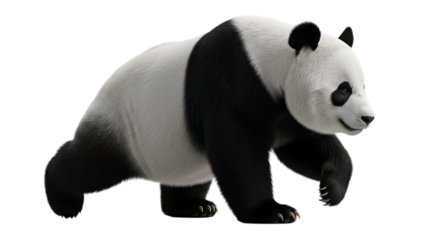 Giant panda walking with a black and white fur coat on a transparent background