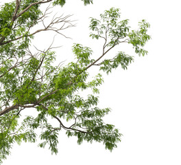 Obraz premium Tree branch isolated on transparent background. Large tree branch green leaves isolated on transparent background. Plant or tree leaves isolated on white background. Tree foliage PNG. Black locust PNG