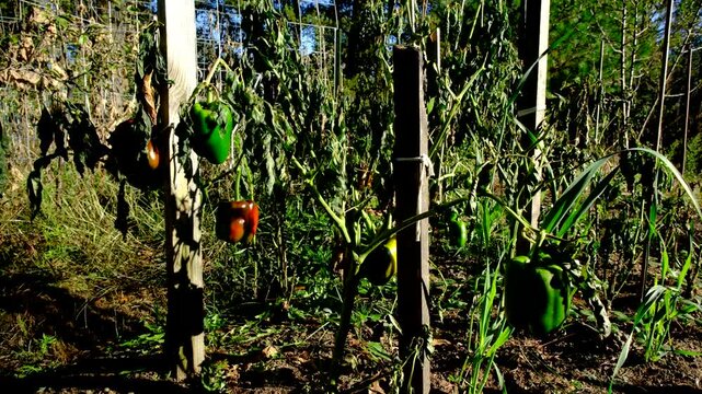 Close up shot of withered bell pepper plants after first frost killed crops. There are still some fruits in variety of state hanging from plants tangled to wooden posts