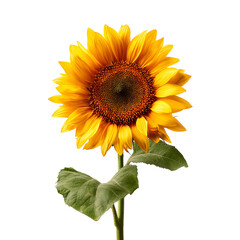 Obraz premium Vibrant Sunflower bloom with green stem and leaves, isolated on transparent background