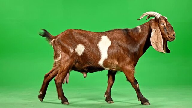 Multiple frames of a brown and white goat walking against a green background in a video sequence