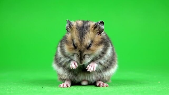 Adorable small rodents captured in a series of frames showcasing cute hamster movements with green screen background for