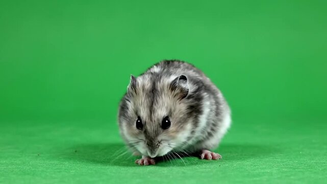 High-Speed Collection of Adorable Hamsters on Green Screen Showing Different Poses