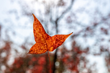 The fiery red maple leaves on the trees in autumn