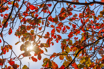 The fiery red maple leaves on the trees in autumn