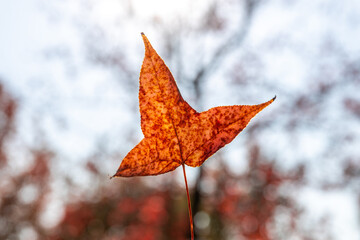 The fiery red maple leaves on the trees in autumn
