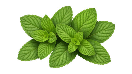  mint leaves, isolated on transparent background, culinary herb