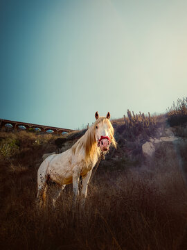 White horse on a hill with dark blue sky