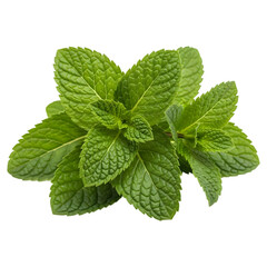 Fresh mint sprigs, isolated on transparent background, healthy herb