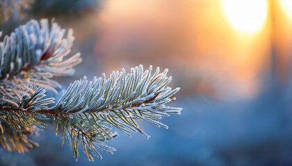 Macro Frosted Blue Spruce Branch With Winter Ice Crystals And Golden Sunlight