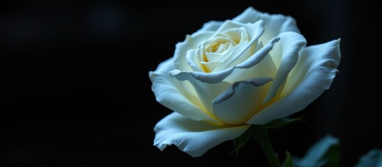 Delicate white rose illuminated against a dark background.