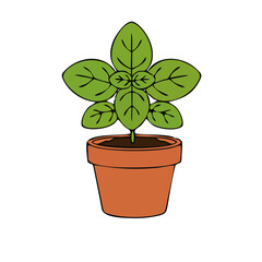 Fototapeta premium Flat vector icon set of kitchen herbs Basil, Rosemary, Thyme, and Mint in small clay pots, simple clean design, green and terracotta colors, isolated on white....ai