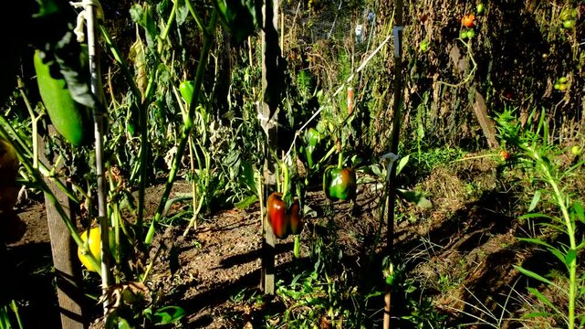Close up almost ripe bell pepper hanging from withered plant and moving camera backward showing more plants killed by first frost and more fruits in variety of state hanging from plants