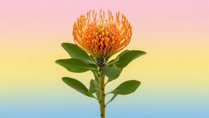 Vibrant orange pincushion protea flower with green leaves, set against a soft, colorful background