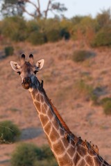 safari giraffe and bird symbiotic relationship © Karla