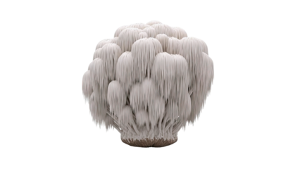Lion's Mane Mushroom (Hericium erinaceus)