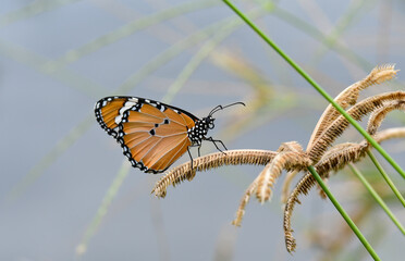 butterfly on grass