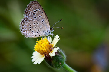 butterfly on a flower