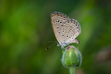 butterfly on a leaf