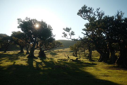 Wide Open Forest Meadow with Ancient Trees and Morning Sunlight Casting Long Shadows