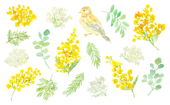 Mimosa Illustration」の写真素材 | 22,936件の無料イラスト画像