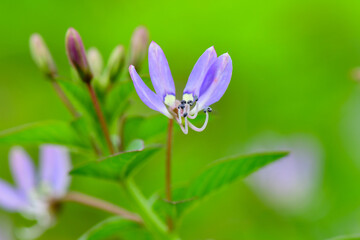 blue flower on green background