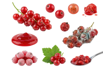 Red Currant Collection: Fresh, Frozen, Jam, and Spoiled