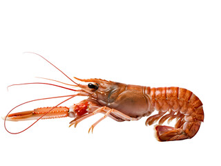 Langoustine Norway lobster isolated on a clear background, showcasing its vibrant orange shell and long antennae from a frontal viewpoint