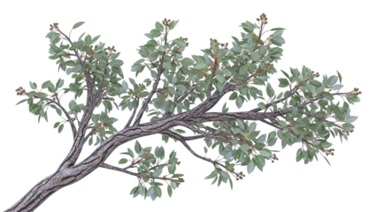 Eucalyptus branch with leaves and seed pods on white background
