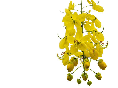 Cassia fistula flowers blooming on a branch, isolated on a clear background, viewed from the front Feedio_Imagen