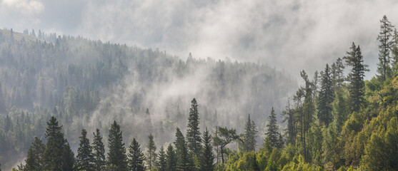 Mountain taiga, coniferous forest in morning fog, wild place, panoramic view