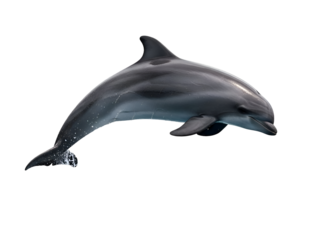 Bottlenose Dolphin Jumping White Background On White Background, Isolated on Transparent Background 