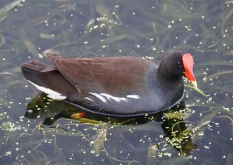 The top view of a Common Gallinule swims in dark water, identified by its black plumage, white side stripe, and red frontal shield.