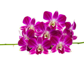 Obraz premium Vibrant purple orchid flowers blooming on a stem, showcasing their beauty from a close-up front view