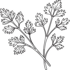 A simple black and white line drawing of two sprigs of parsley with detailed leaf outlines shown © John