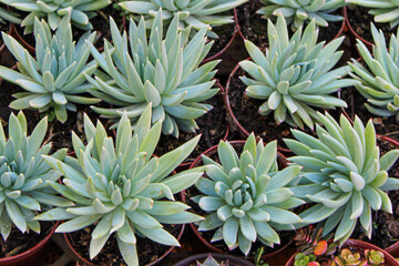 Obraz premium Green Succulent Plants Pattern in Garden Pots