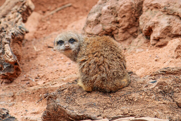 Fototapeta premium Cute Meerkat Sitting on Rock in Natural habitat