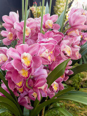 Obraz premium Plant and flower in outdoors garden