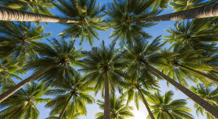 Obraz premium Low Angle View of Tropical Palm Trees Against Blue Sky